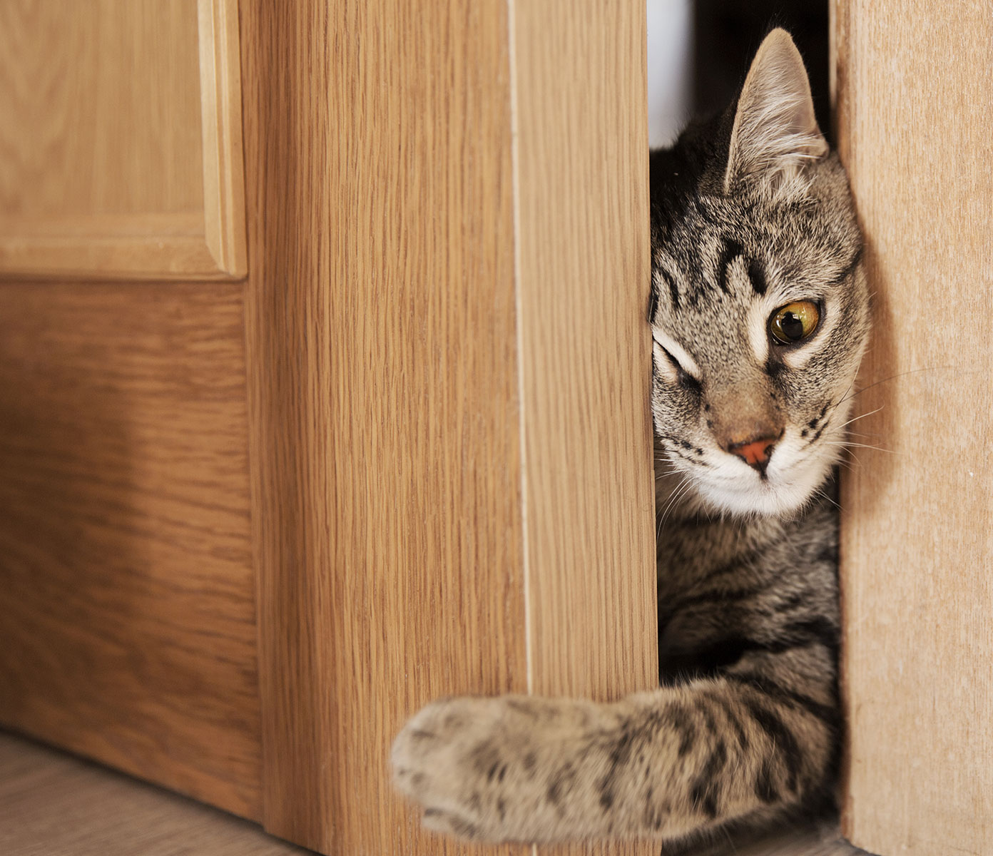 Кот закрывает. Кот за дверью. Кот открывает дверь. Дверь для кота. Выглядывает из за двери.